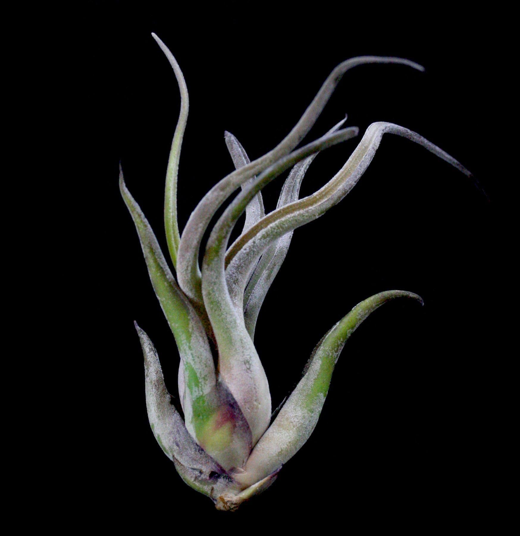 Tillandsia Caput Medusae Air Plant - Unique Live Tillandsia for Home Decor, Terrariums & Office Spaces