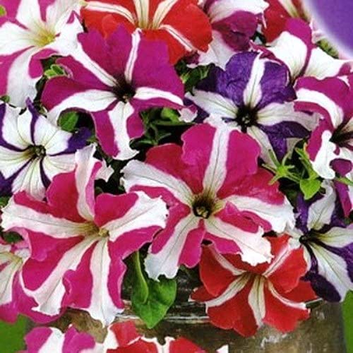 500 Petunia Starfall F1 Rainbow Mix Flower Seeds - Non-GMO, Heirloom, Indoor/Outdoor Annual Blooms for Garden Beds, Hanging Baskets & Container Planting