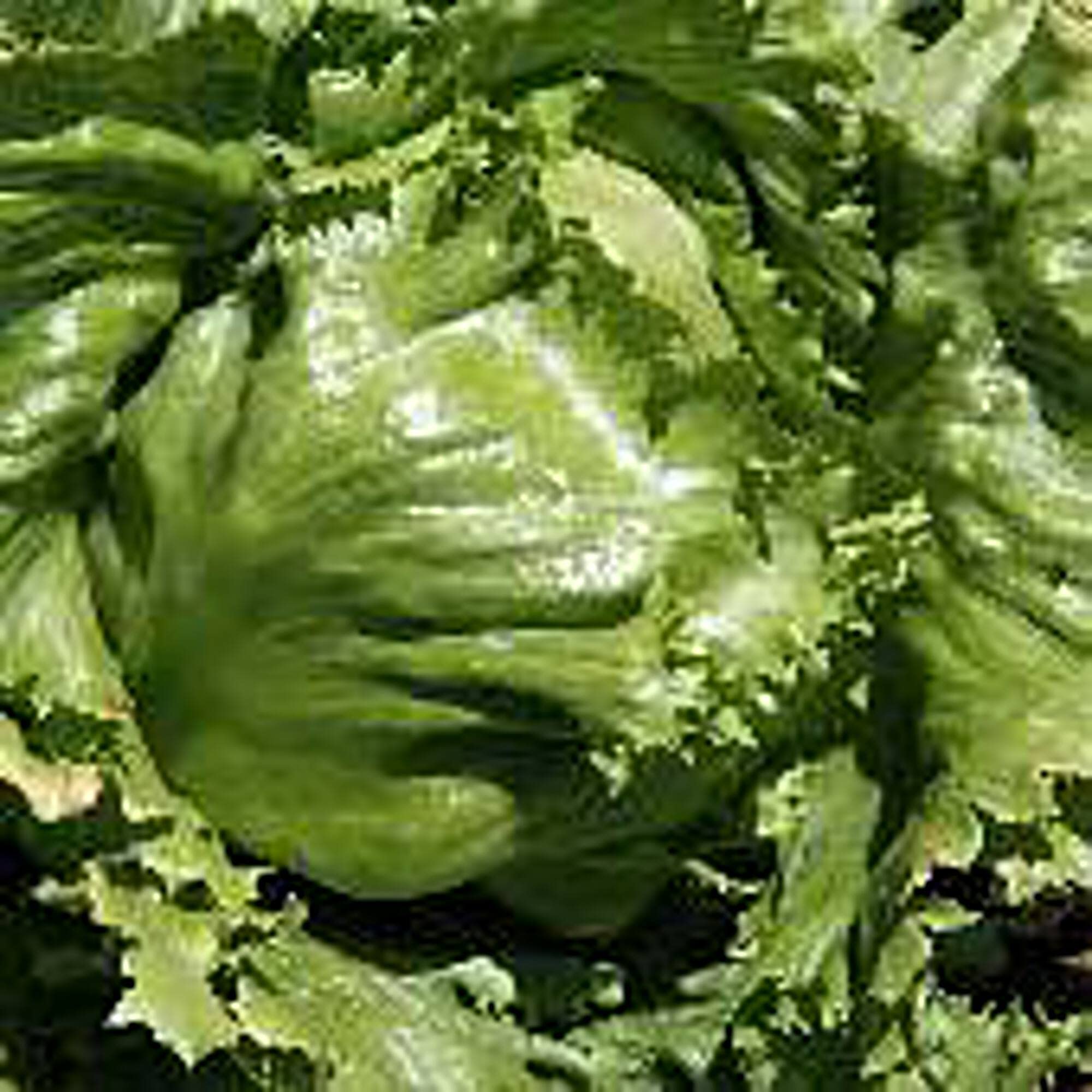 Organic Ithaca Lettuce Seeds (20+ Seeds) | Non-GMO, Heirloom Vegetable Seeds for Planting | Home Garden, Greenhouse, Hydroponics | Fresh Salad Greens All Year Round