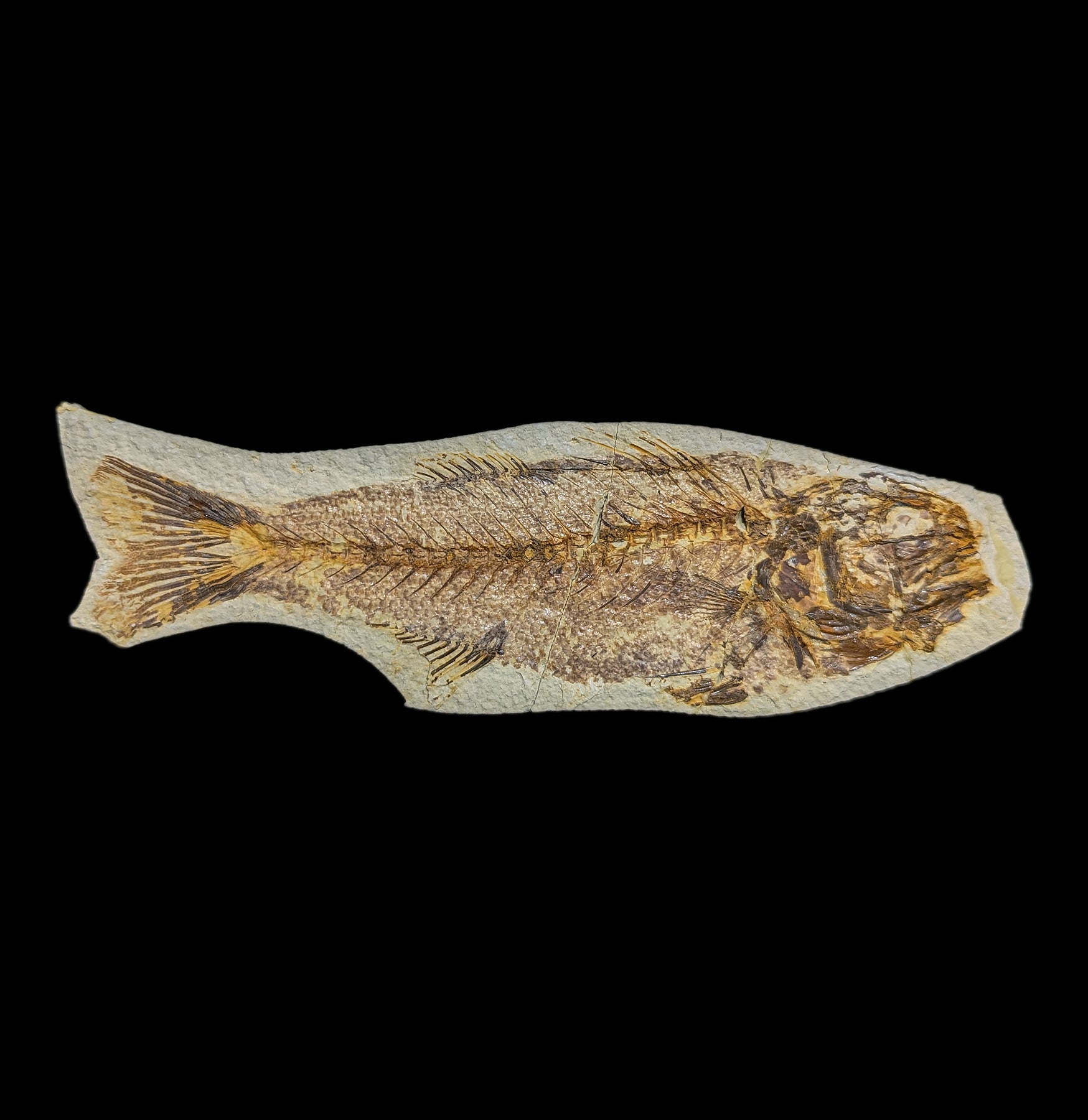 Premium Mioplosus Labracoides Fossil Fish Plate - Authentic Prehistoric Specimen for Collectors, Museums & Home Decor | Perfect for Paleontology Enthusiasts & Unique Gift Ideas