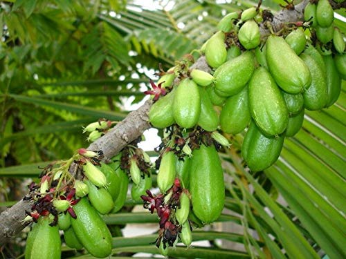 AVERRHOA Bilimbi Tropical Cucumber Tree Seeds - Rare Carambola Fruit - 5 Fresh Counted Seeds for Home Gardening & Exotic Fruit Cultivation