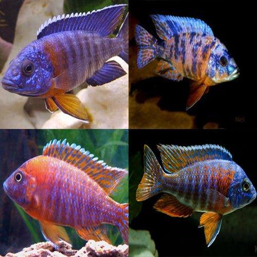 Premium Cichlid Fish Bundle - 6 Assorted Aulonocara Peacock Cichlids (12 Pack) for Freshwater Aquariums | Perfect for African Cichlid Tanks, Aquascaping & Fish Breeding