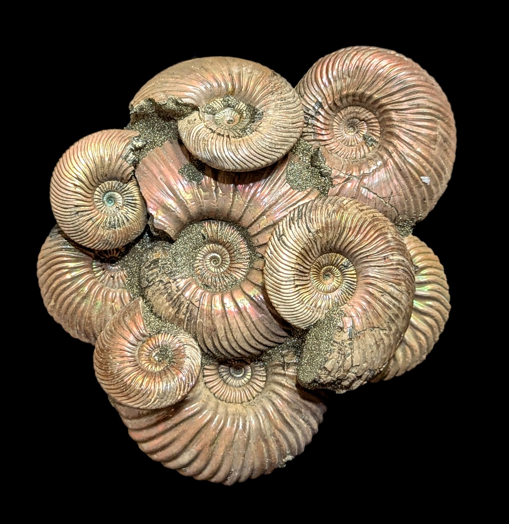 Natural Ammonite Fossils on Composite Matrix - Authentic Collectible Specimen for Home Decor, Gifts & Paleontology Enthusiasts | Perfect for Display Cases, Office Desks & Educational Use