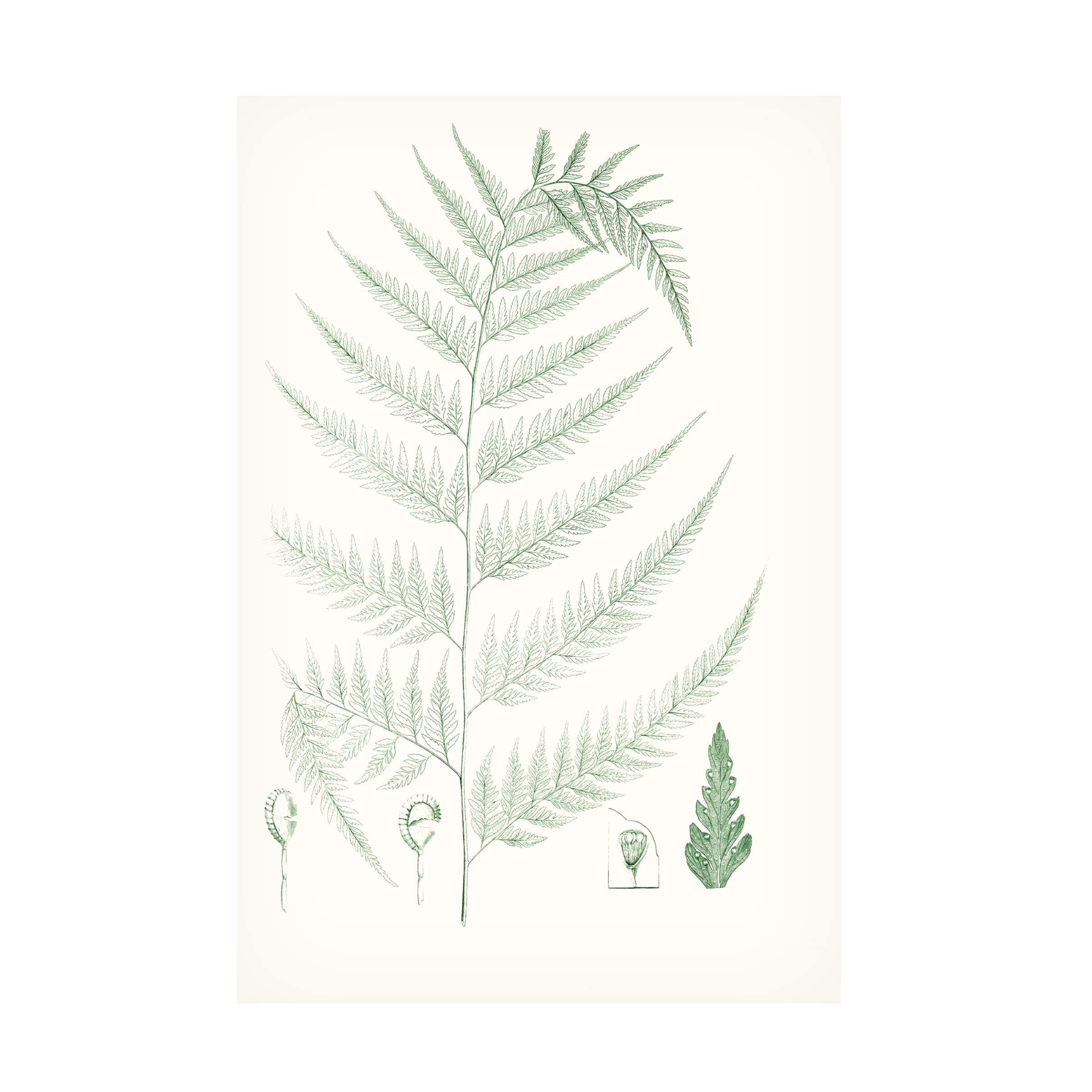 Trademark Fine Art 'Verdure Ferns III' Canvas Wall Art Print by Vision Studio - Nature Inspired Botanical Decor for Living Room, Bedroom & Office