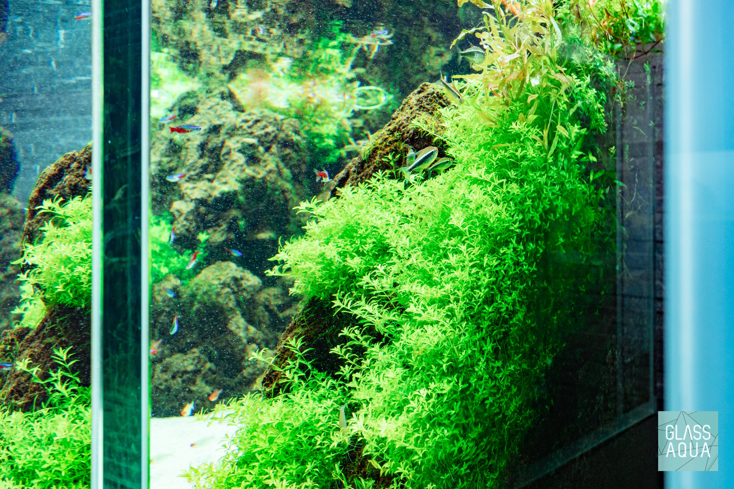 Micranthemum Micranthemoides Aquatic Plant for Freshwater Aquariums - Perfect for Aquascaping, Fish Tanks, and Nano Tanks
