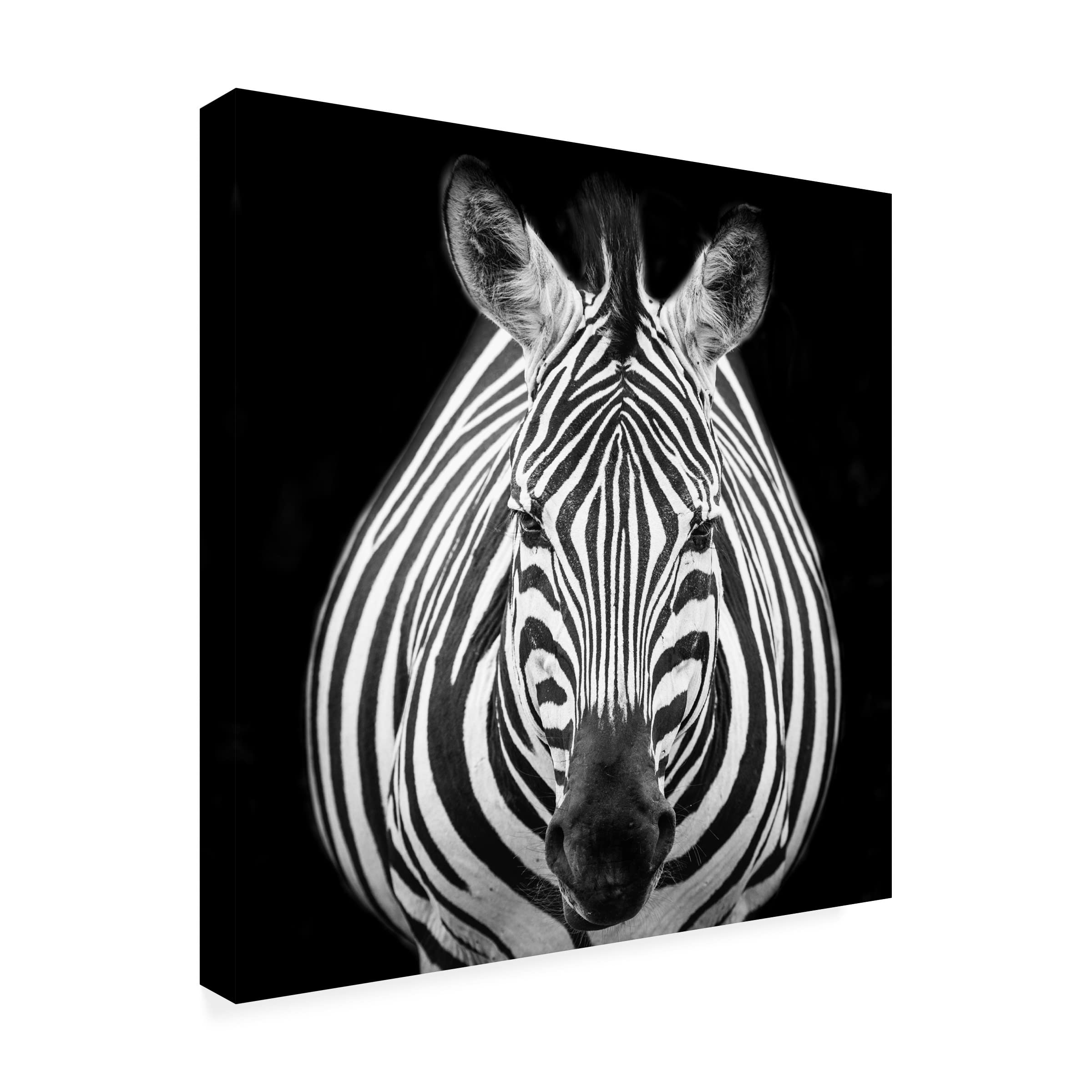 Trademark Fine Art 'Zebra M' by Els Keurlinckx - Stunning Canvas Wall Art for Modern Home & Office Decor | Perfect for Living Room, Bedroom or Contemporary Spaces
