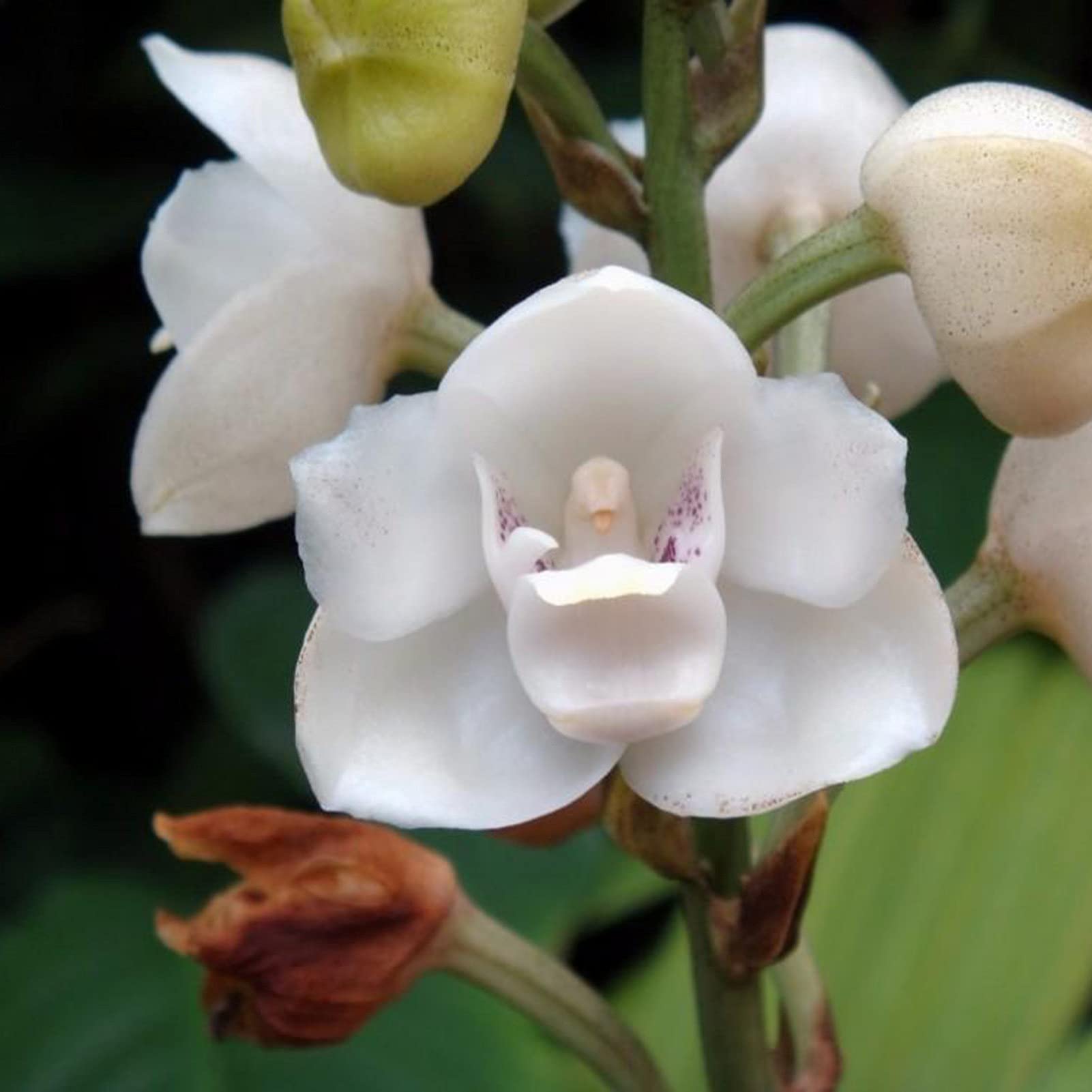 Peristeria Elata Hook Seeds - High Survival Rate, Fast Growing & High Yield Flower Garden Seeds for Planting | Perfect for Home Gardens, Landscaping & DIY Floral Decor