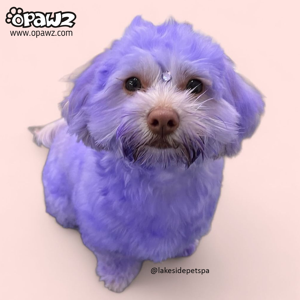 OPAWZ Lavender Color Depositing Mask for Dogs & Cats - 200ml (CM01) | Semi-Permanent Pet Hair Dye for Creative Grooming & Styling