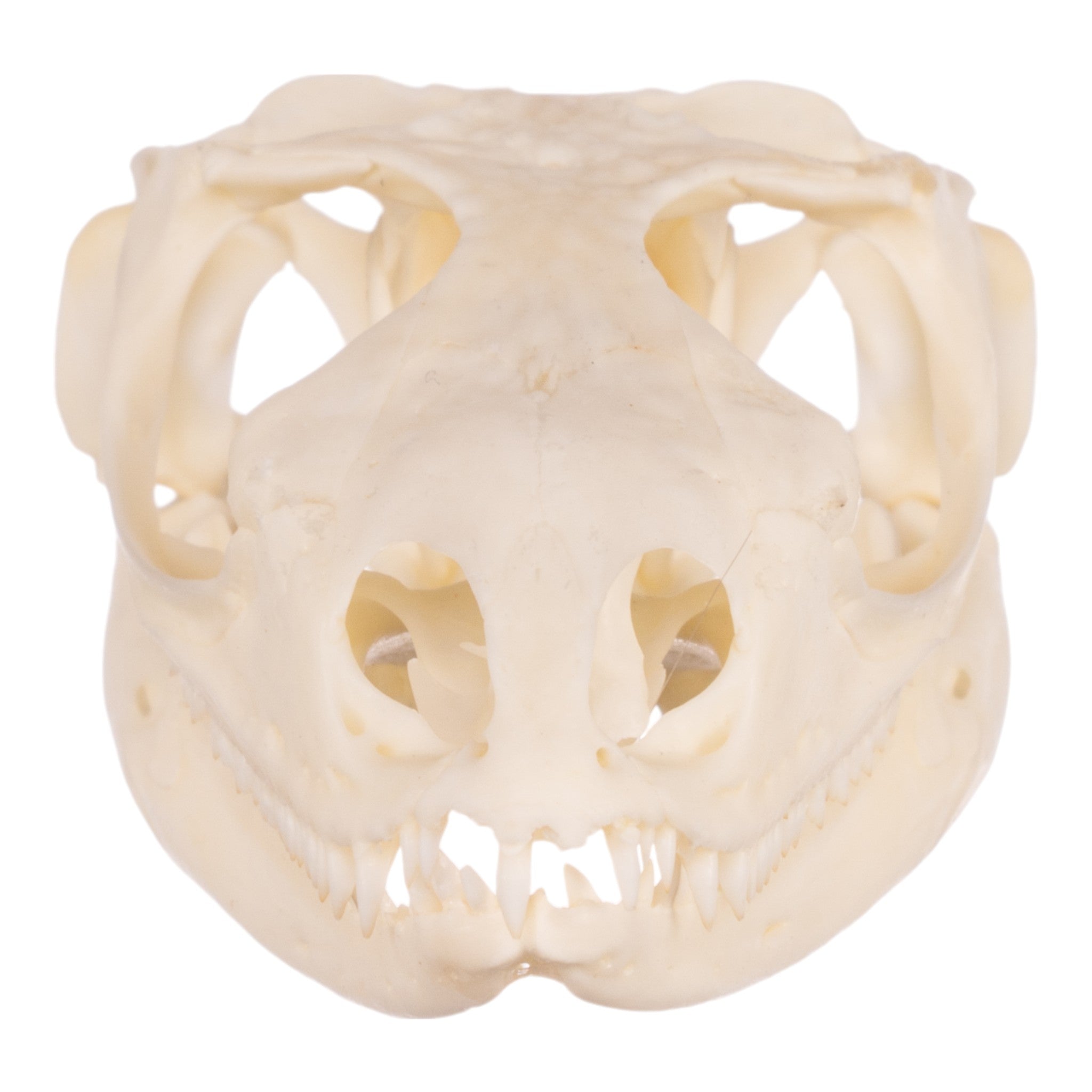 Authentic Spiny-Tailed Iguana Skull Specimen - Perfect for Science Classrooms, Oddity Collections & Gothic Decor
