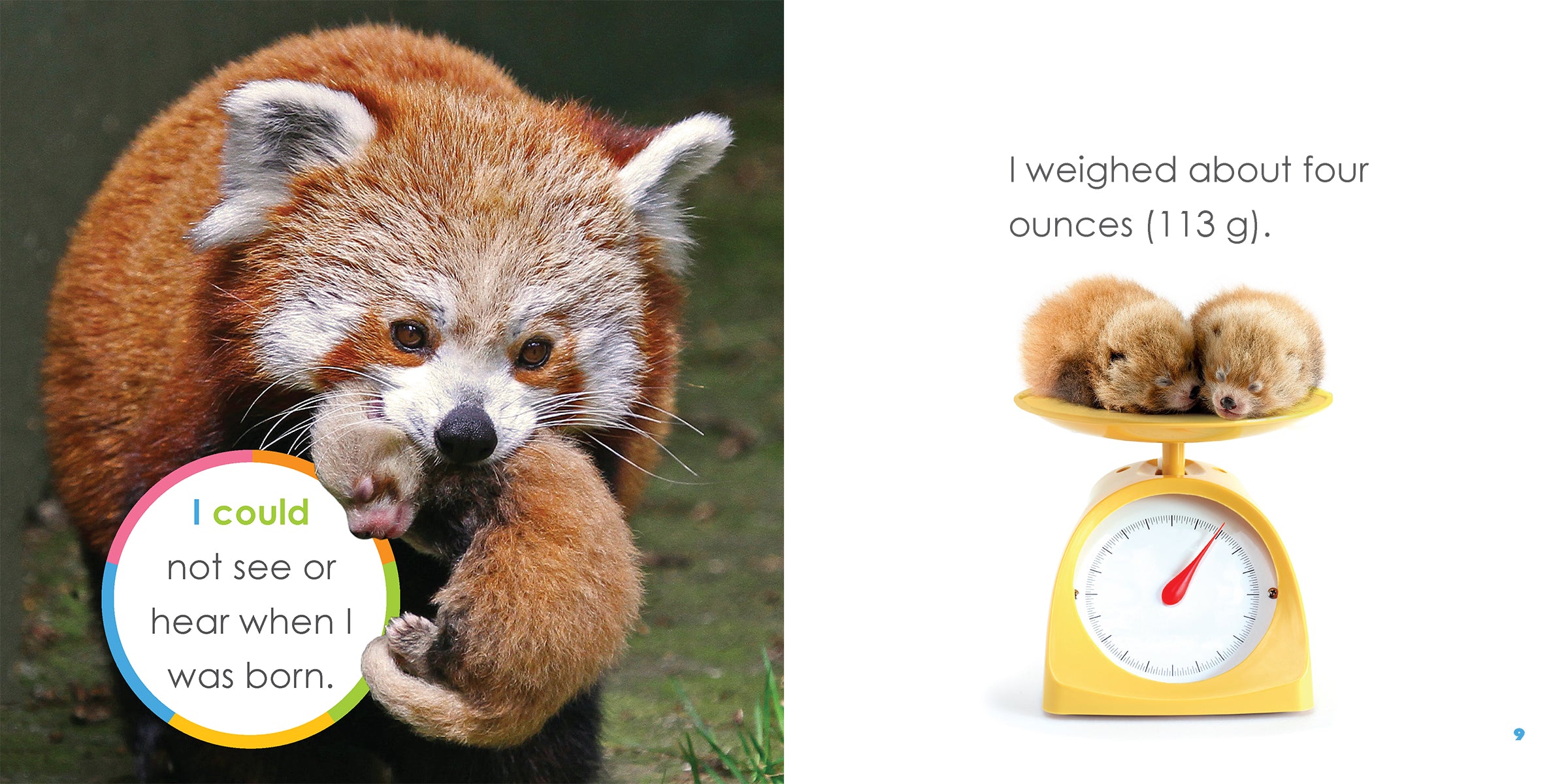 Baby Red Pandas Book - ISBN 978-1-64026-354-3 - Perfect Gift for Kids & Animal Lovers - Great for Bedtime Stories & Wildlife Education
