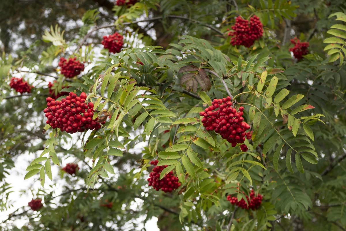 European Mountain Ash Tree for Planting - 1+ ft Tall Live Plant for Landscaping, Garden Decoration, and Wildlife Habitat