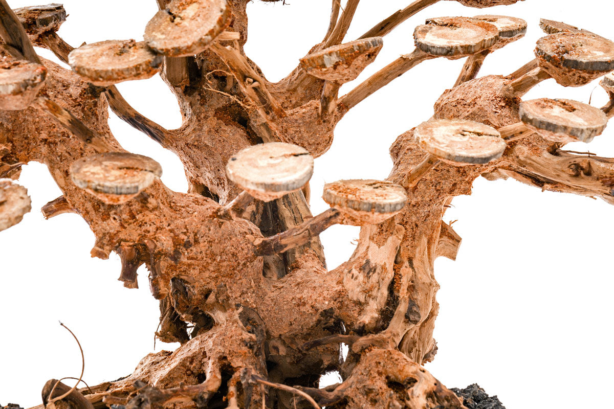UNS Bonsai 016 - Premium Mini Bonsai Tree Kit for Home & Office Decor | Perfect for Zen Gardens, Desktop Decor, and Unique Gifts