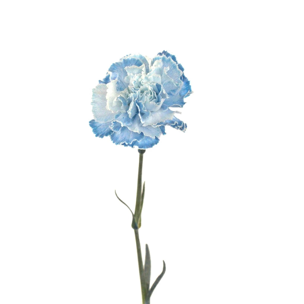 Blue Carnation Flowers for Baby Shower Decorations - Perfect for Nursery Decor, Gender Reveal Parties & Newborn Celebrations