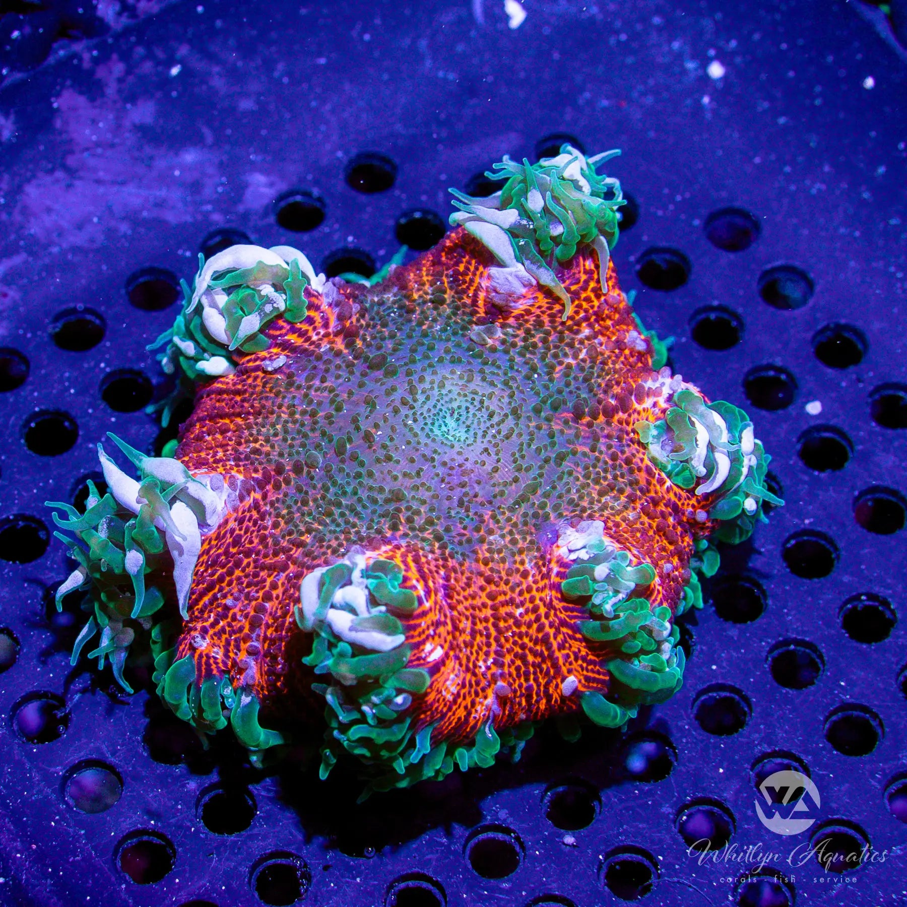 C20 Rock Flower Anemone Coral - Premium WYSIWYG Live Saltwater Aquarium Coral for Reef Tanks & Nano Tanks - Perfect for Marine Aquascaping and Coral Propagation
