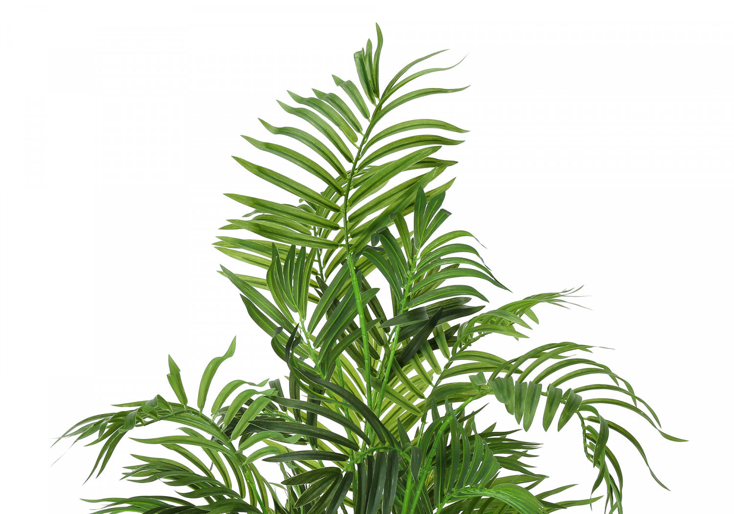 47 Areca Palm Trees with 5 Black Pots - Indoor/Outdoor Tropical Plants for Home, Office & Garden Decor