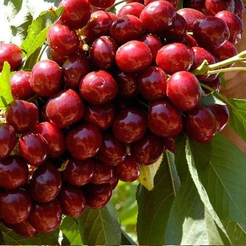 20Pcs Giant Sweet Jujube Fruit Seeds for Planting - Maroon Red Jujube Tree Seeds - Grow Your Own Fresh Jujubes at Home (Ideal for Gardens, Backyards & Indoor Planting)