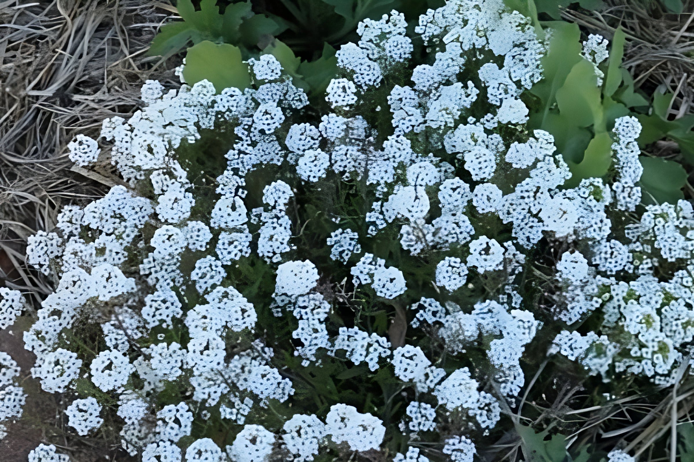 Alyssum 'Carpet of Snow' Flower Seeds - 1000+ Non-GMO Seeds for Ground Cover, Rock Gardens & Borders - Perfect for Landscaping, Containers & Pollinator Gardens