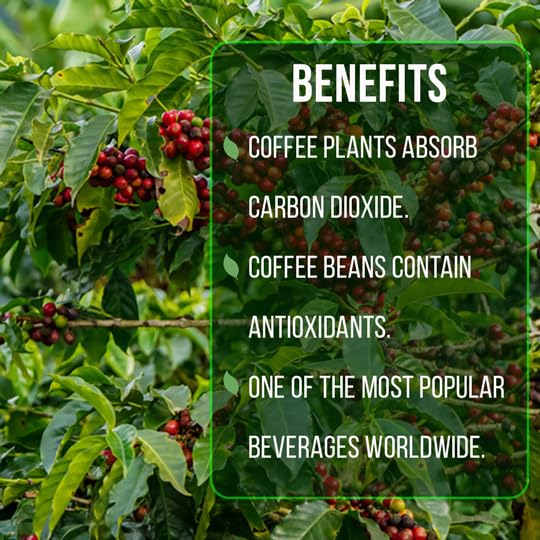 Organic Arabica Coffee Plant (4 Pack) - Live Coffee Tree for Home Garden, Easy to Grow, Fresh Coffee Beans | Perfect for Indoor Herb Garden, Kitchen Windowsill, or Backyard Farming | Grow Your Own Organic Coffee at Home