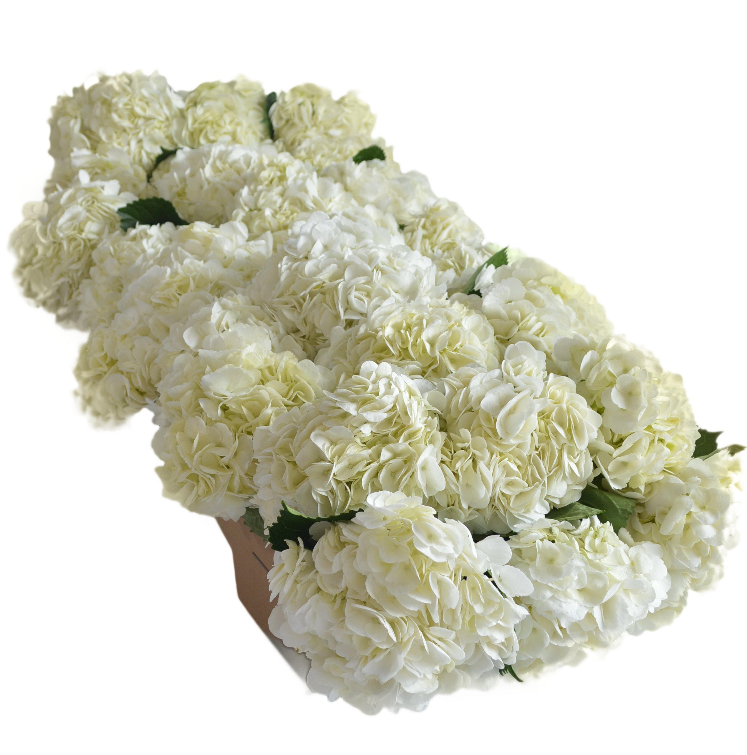 Premium White Hydrangeas (30 Stems) - Naturally Colored Fresh Flowers for Weddings, Birthdays, Anniversaries & Mother's Day | Next Day Delivery | Perfect as Thank You Gifts & Home Decor