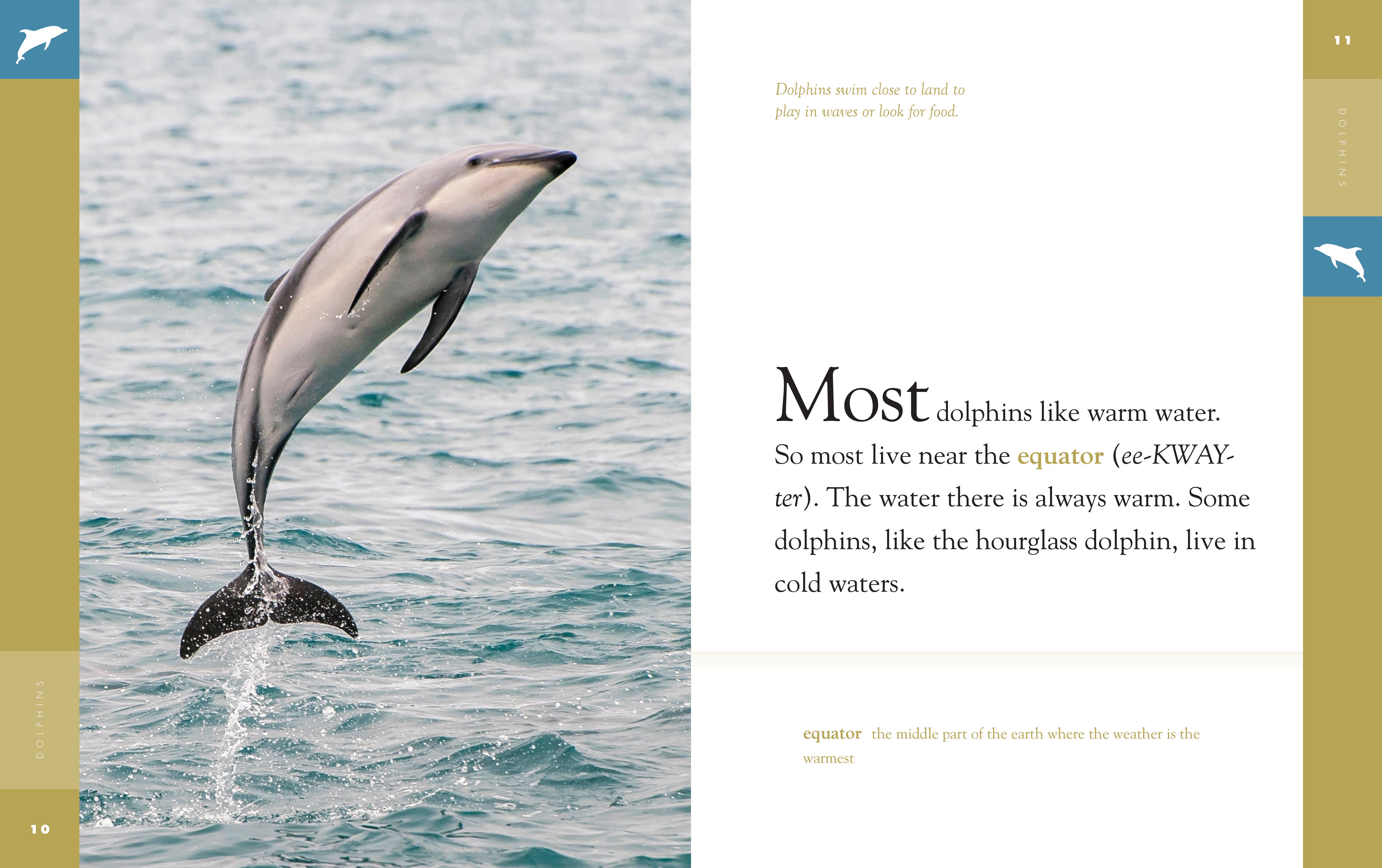 Dolphins Book 9781640262027 - Marine Life Educational Guide for Kids & Adults - Perfect for School Projects & Ocean Enthusiasts
