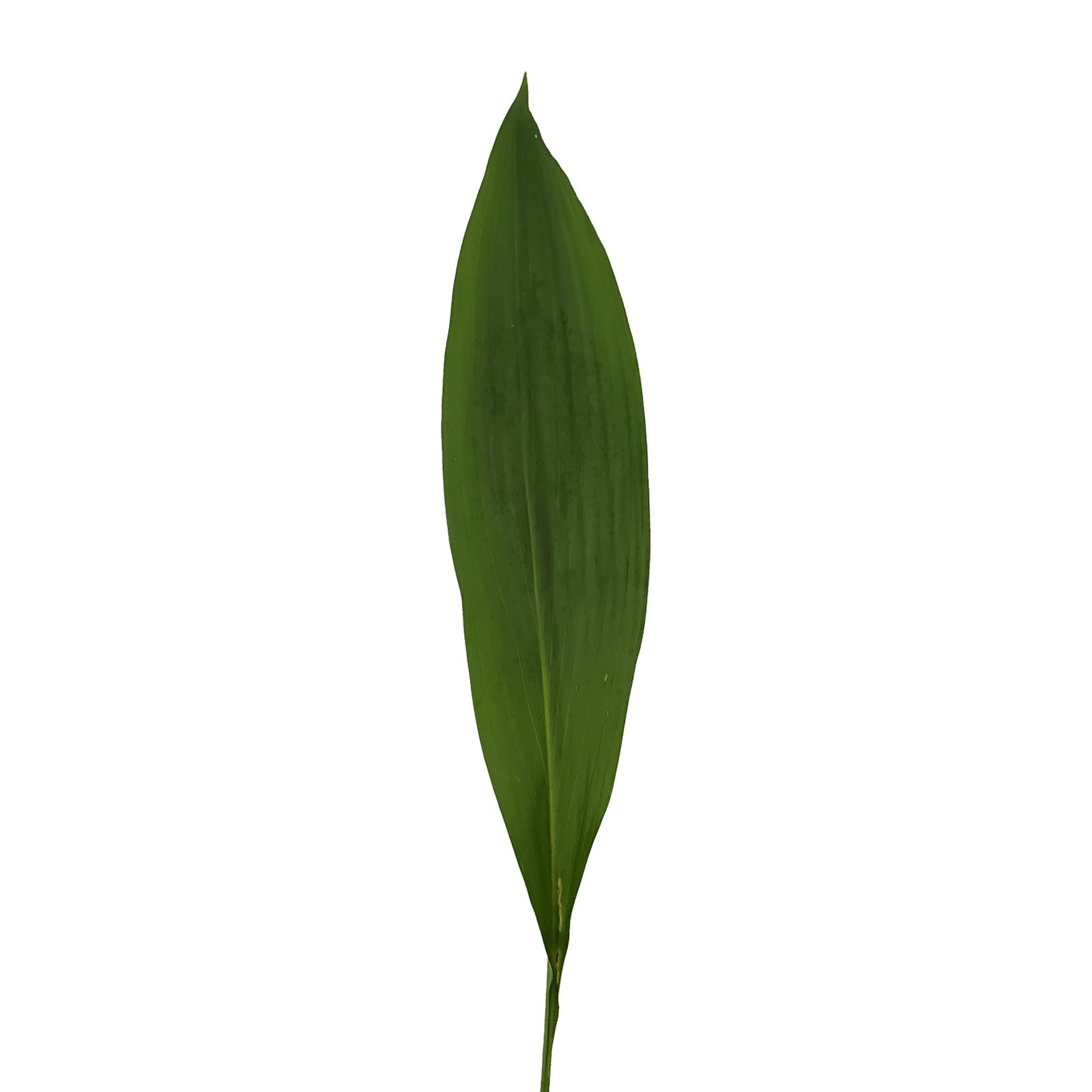 Fresh Aspidistra Greens - 150 Stems of Premium Green Leaves for Floral Arrangements, Wedding Decor, and Home Centerpieces