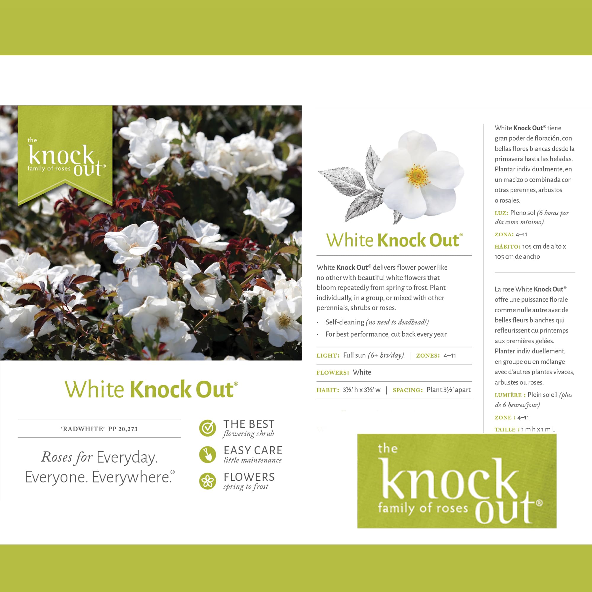 1 Gallon The White Knock Out® Rose Plant - Pure White Blooms for Garden Landscaping, Patio Decor & Wedding Bouquets