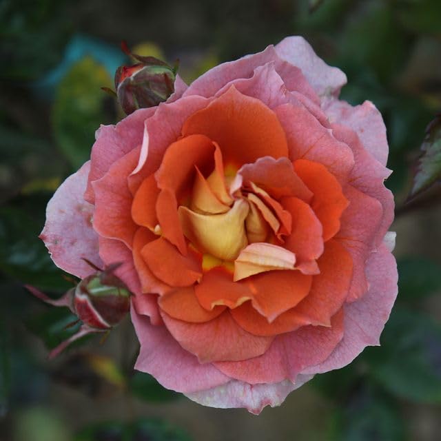 Heirloom Roses - Iris Webb Orange Floribunda Rose Bush, Live Outdoor Plant for Garden Landscaping & Home Decoration | Perfect for Flower Beds, Borders & Container Gardening