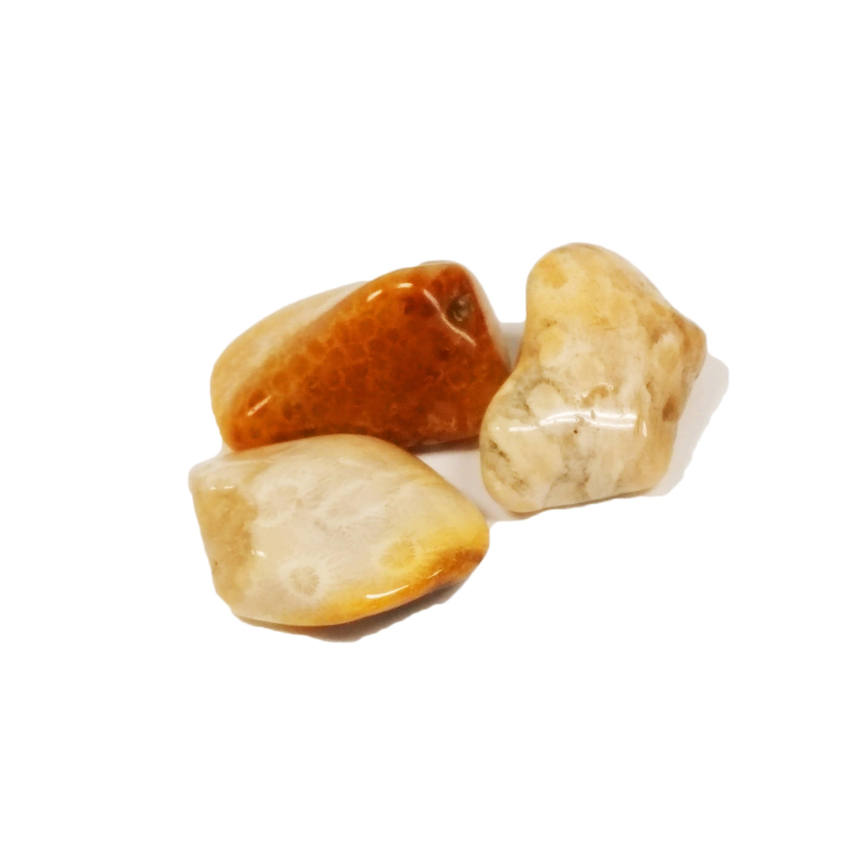 Natural Agatized Coral Tumbled Pocket Stone - Healing Crystal for Meditation, Reiki & Jewelry Making | Perfect for Collectors & Spiritual Practices