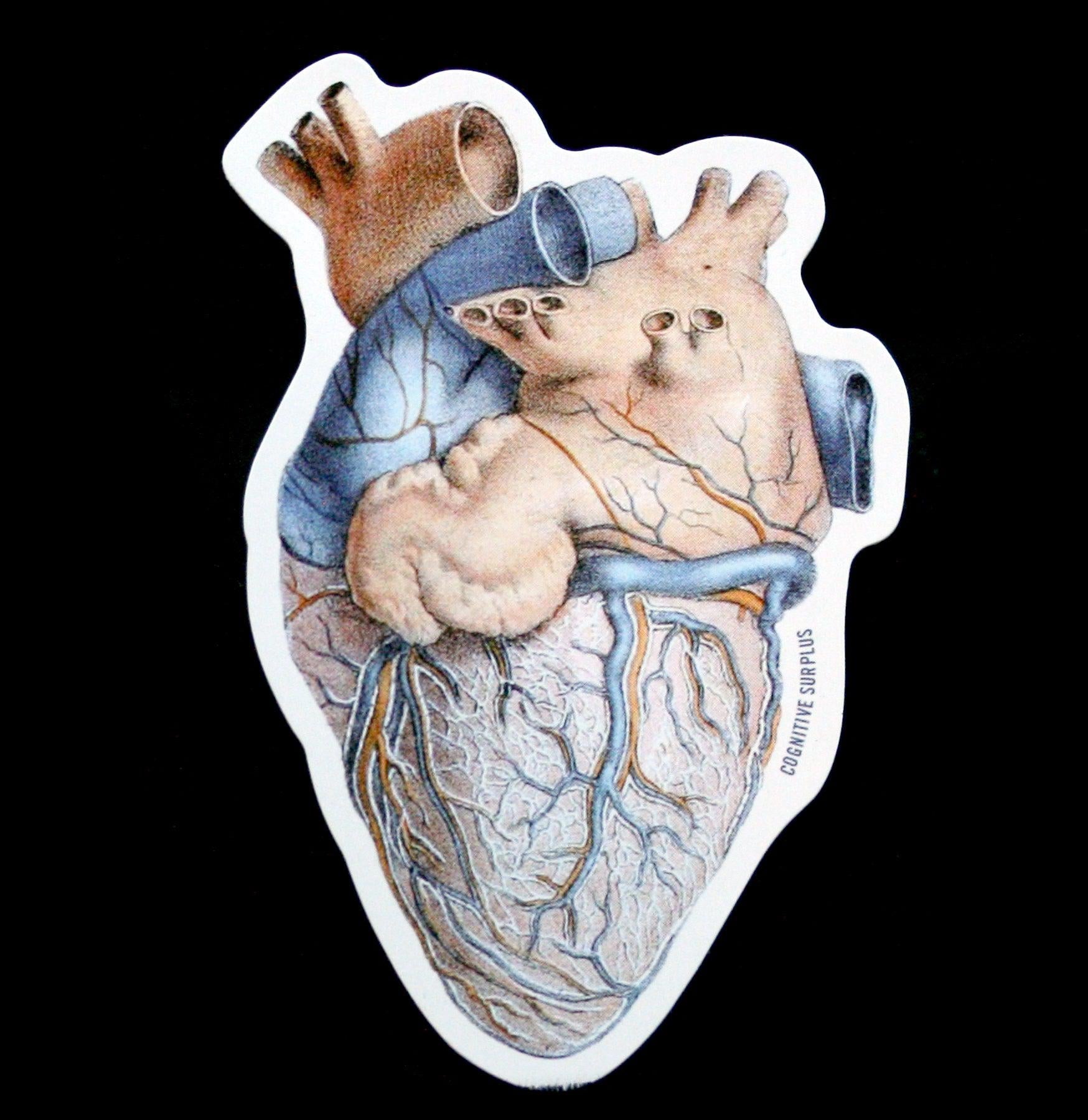 Anatomical Heart Sticker - Realistic Human Heart Decal for Laptops, Water Bottles & Notebooks - Perfect for Medical Students & Science Lovers