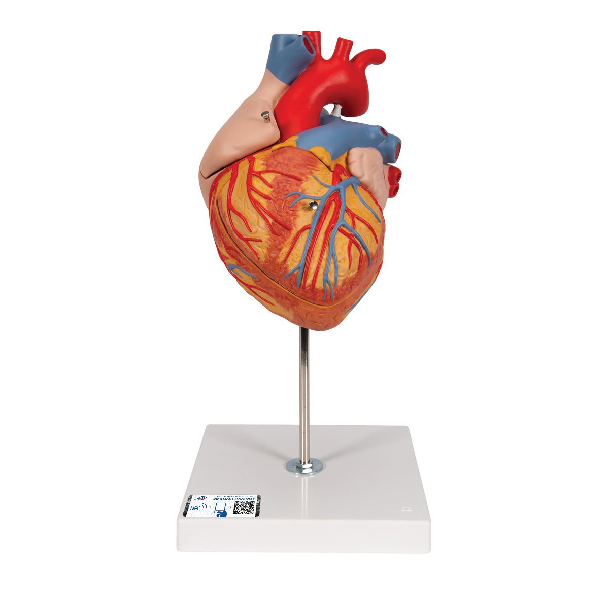 Giant Human Heart Model - 2X Life Size, 4-Part Anatomy Display - Perfect for Medical Education, Biology Classrooms & Science Labs
