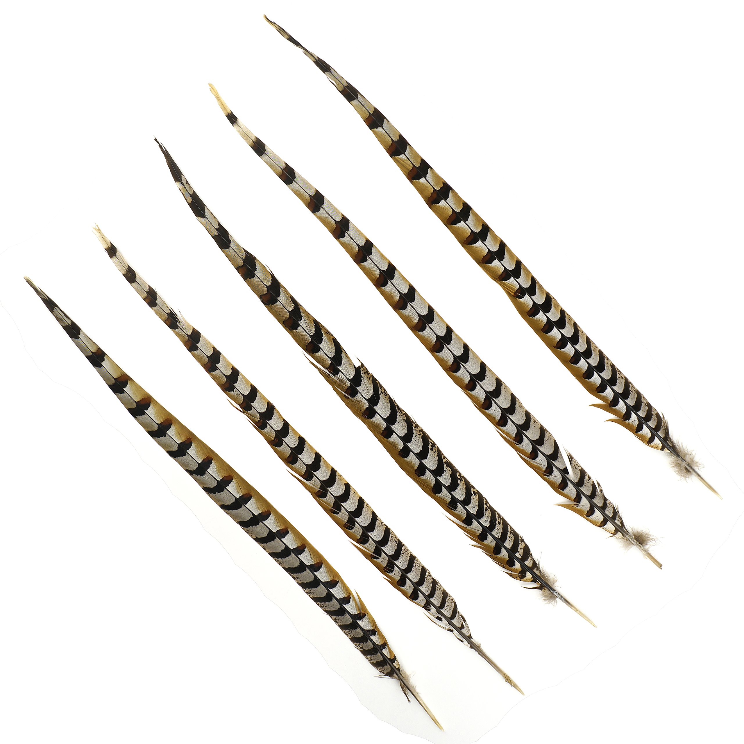 Natural Golden Brown Pheasant Tail Feathers 12pcs - 20-30