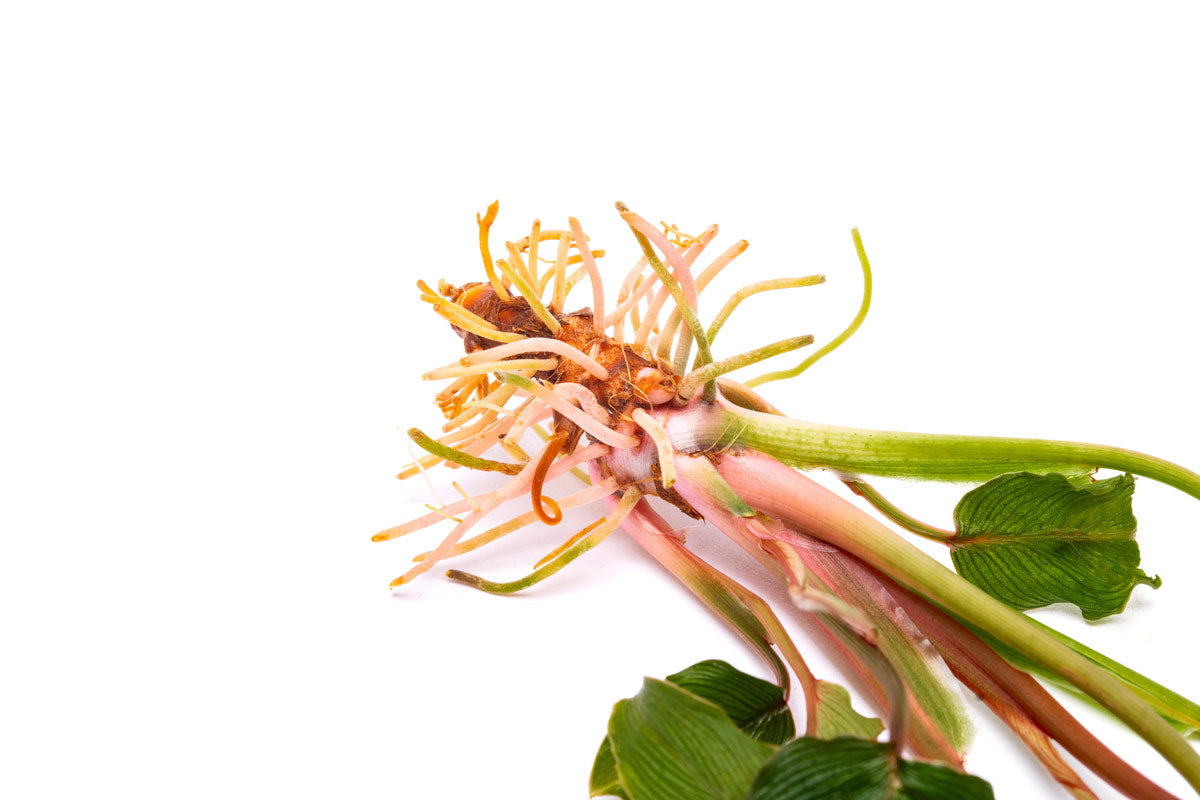 Homalomena Papua (Samurai) Plant - Rare Tropical Houseplant for Indoor Decor, Office & Living Room Greenery