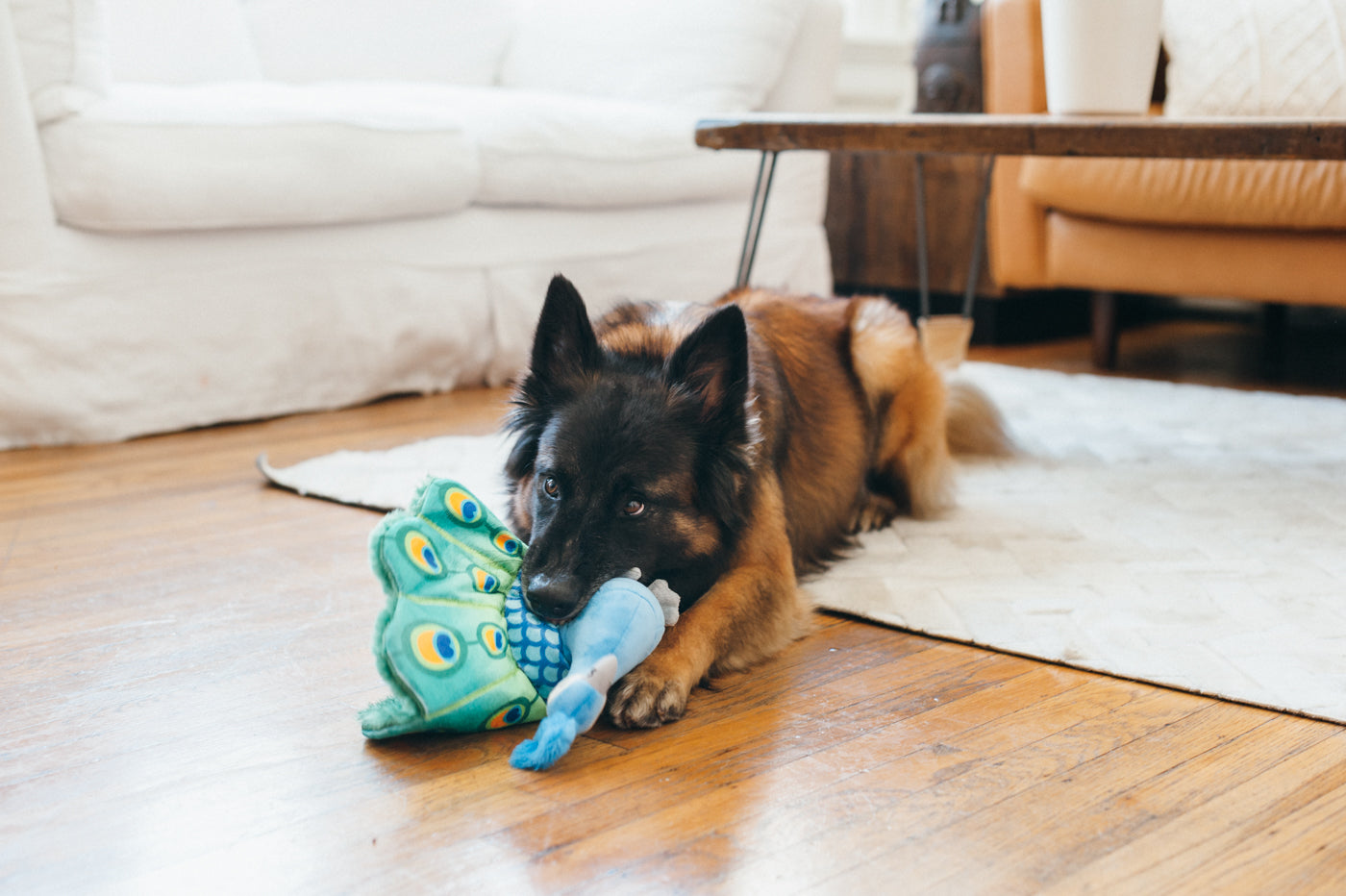 Percy the Peacock Plush Dog Toy - Fetching Flock™ Interactive Chew Toy for Dogs | Soft & Durable Pet P.L.A.Y. Toy for Fetch, Tug-of-War & Cuddling | Perfect for Playtime, Training & Comfort