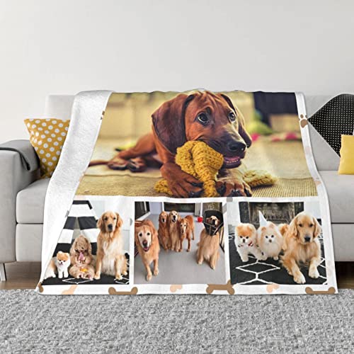 4photo-mt-pet