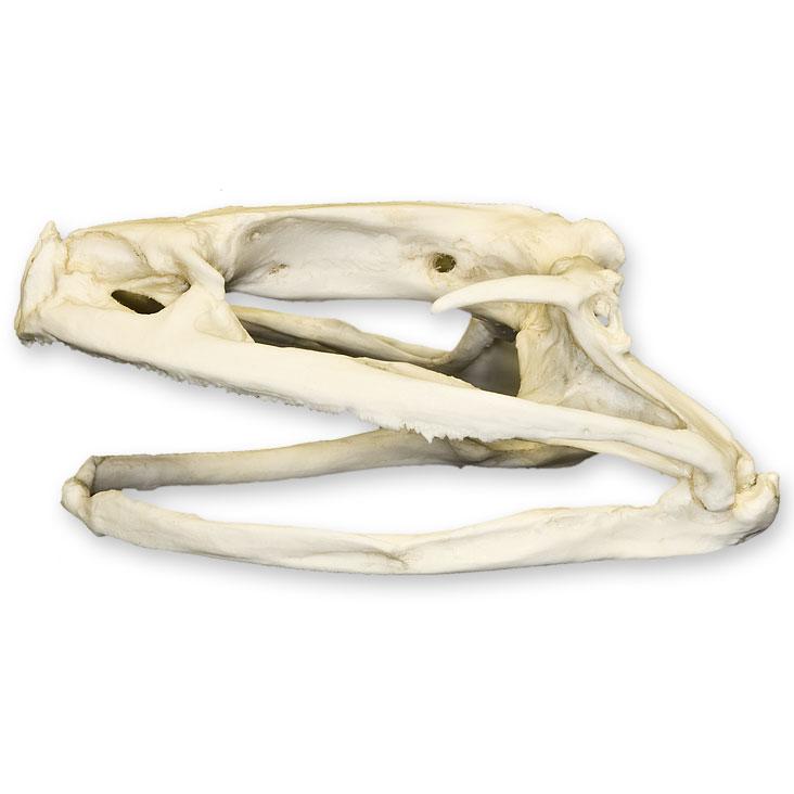 Authentic Replica Goliath Frog Skull - Lifelike Collectible Specimen for Science Education, Home Decor & Halloween Props