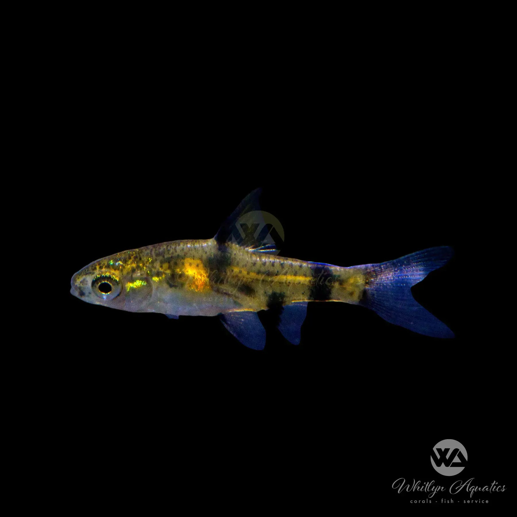 Golden Dwarf Barb (Pethia gelius) - Live Freshwater Aquarium Fish for Sale | Perfect for Community Tanks & Nano Aquascapes