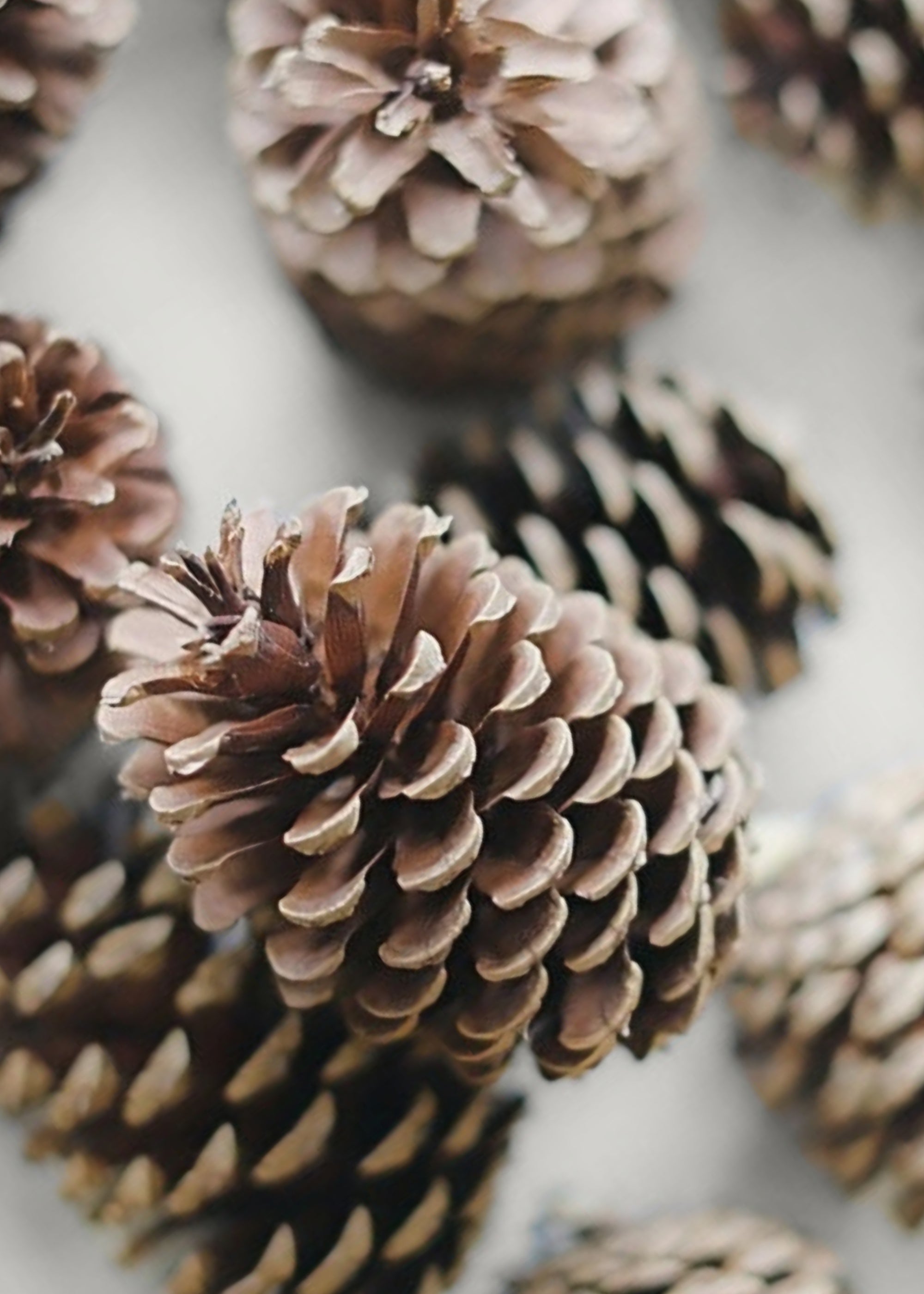 100 Natural Pine Cones for Crafts & Decor (2-6 Inches) - Perfect for DIY Projects, Holiday Decorations & Wedding Centerpieces