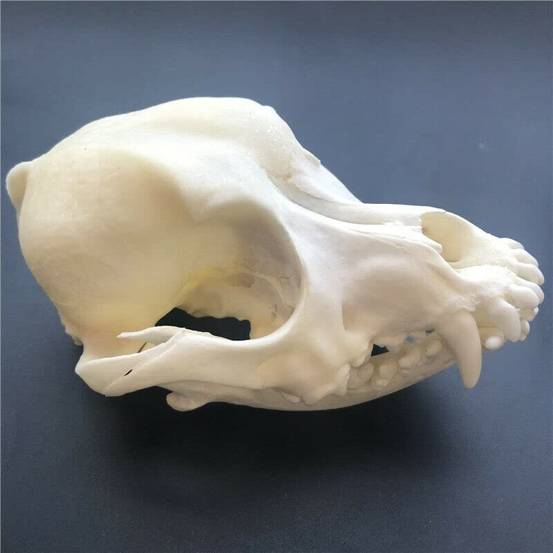 Real Dog Skull Taxidermy Specimen - Authentic Animal Bones for Science Education, Unique Gift & Home Office Decor - Perfect for Halloween, Biology Class & Gothic Decor (10)