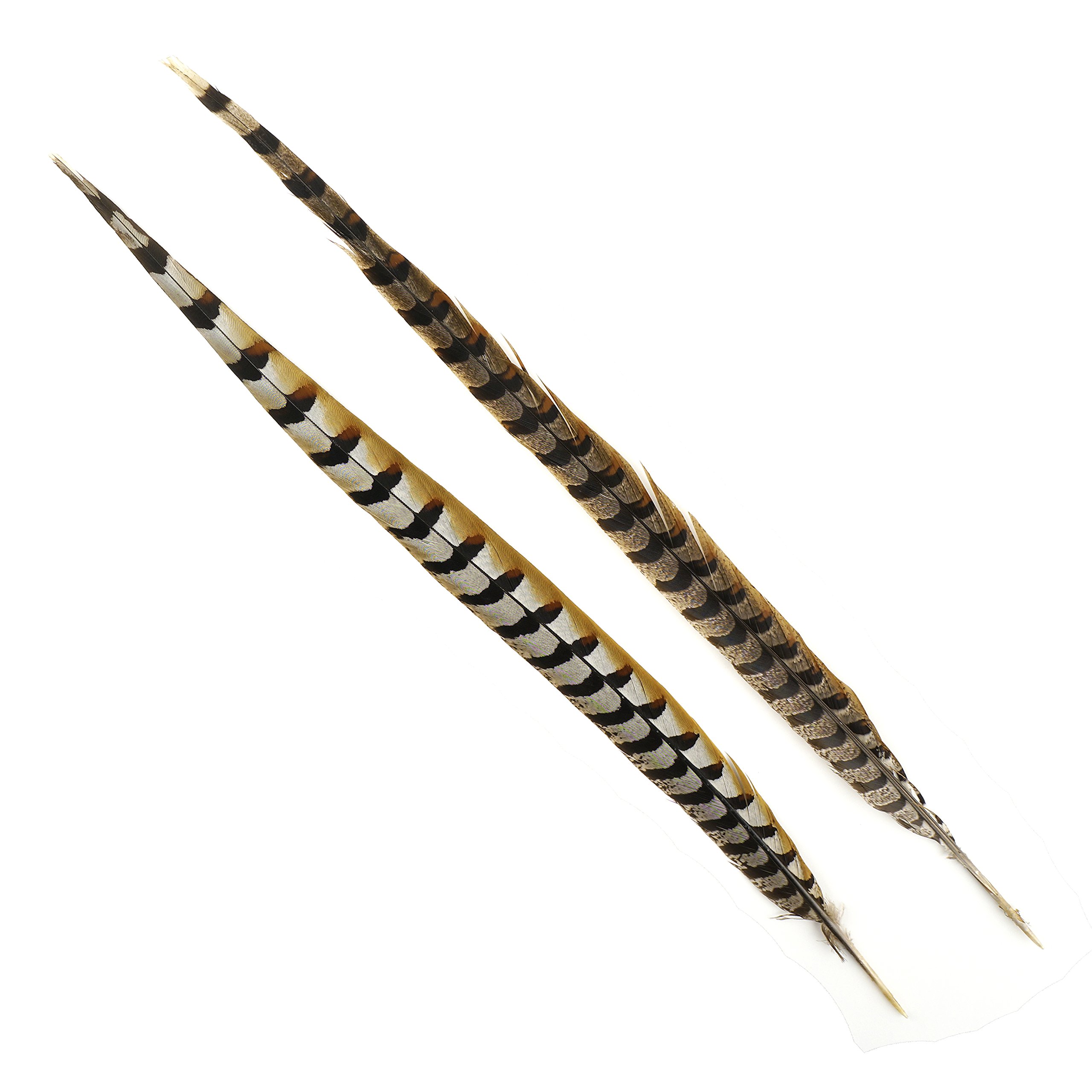 Natural Golden Brown Pheasant Tail Feathers 12pcs - 20-30