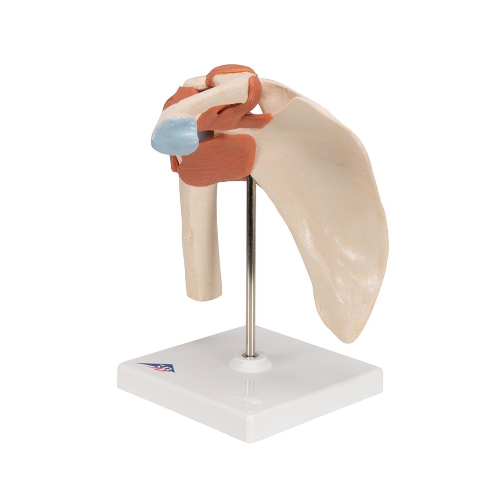 Premium Shoulder Joint Model - Anatomically Accurate Medical & Educational Tool for Students, Doctors & Physical Therapists - Perfect for Classroom, Clinic & Home Study