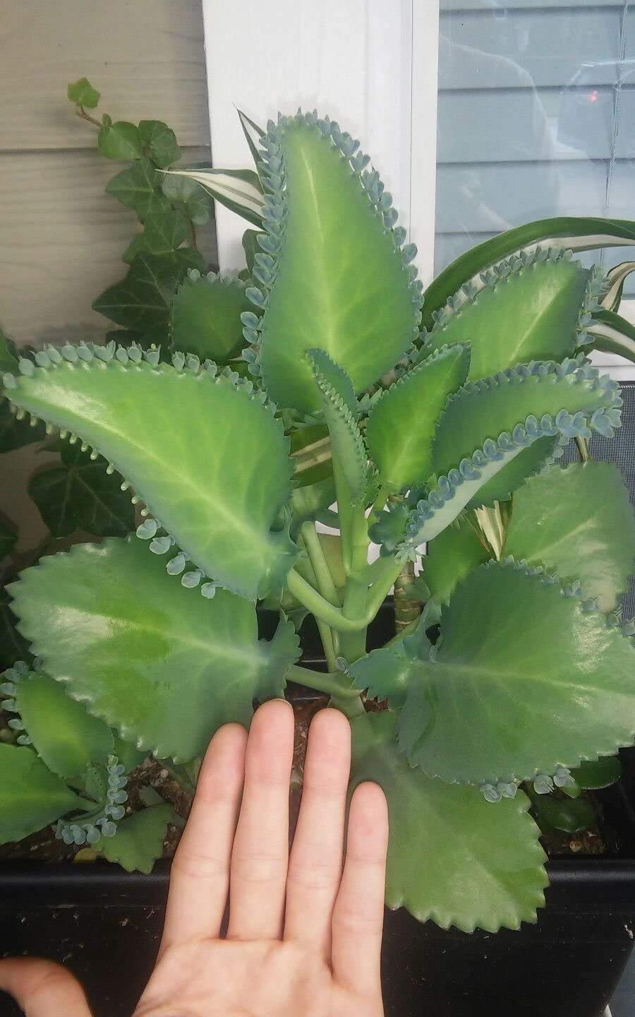 Kalanchoe Daigremontiana Seeds - Mexican Hat Plant, Rare Succulent & Exotic Cactus (2 Inch) - Perfect for Indoor Gardens, Terrariums & Home Decor