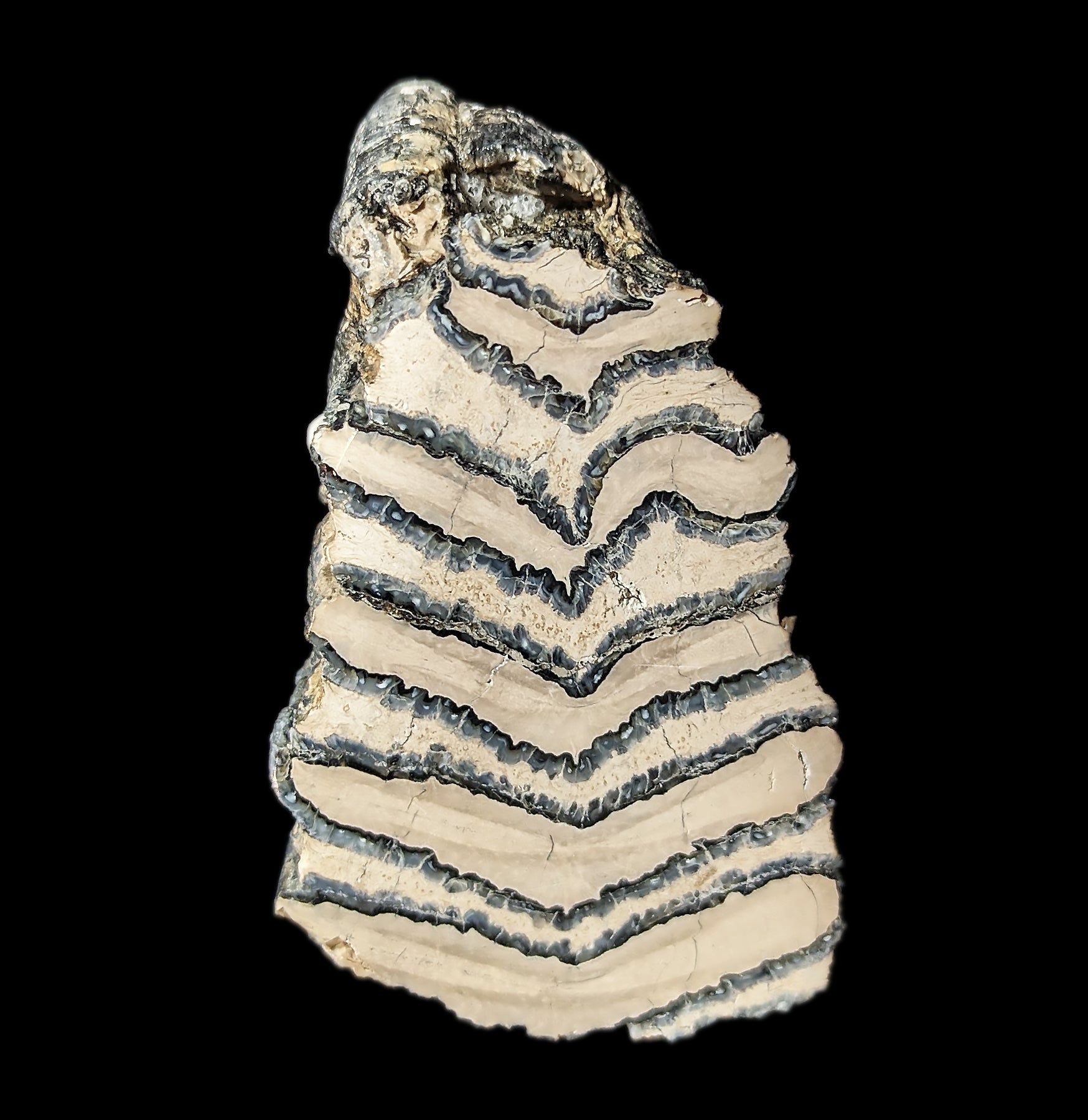 Polished Mammoth Tooth Chunk Specimen - Genuine Fossil Collectible for Home Decor, Science Education & Paleontology Enthusiasts - Perfect for Display Cases, Classroom Teaching & Unique Gift Ideas