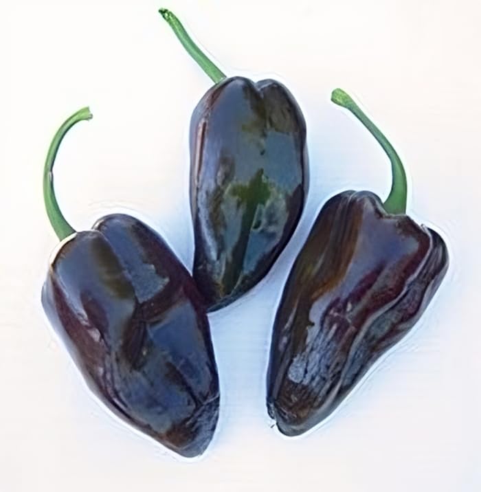 Heirloom Mulato Isleno Pepper Seeds - Hot & Flavorful, Non-GMO, 25 Seeds by Seed Kingdom - Perfect for Salsas, Sauces, and Mexican Cuisine