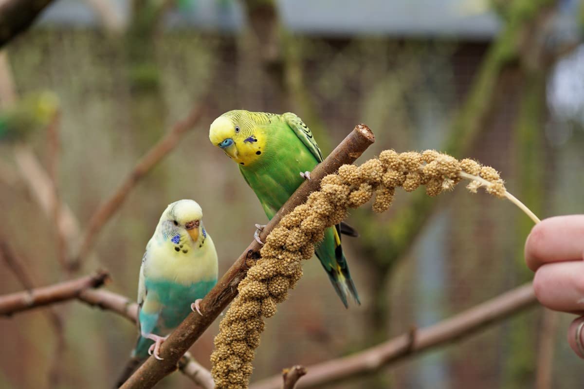 VL MILLET SPRAY 1kg - Premium Bird Food for Parakeets, Finches & Wild Birds - Perfect for Bird Feeders & Aviaries