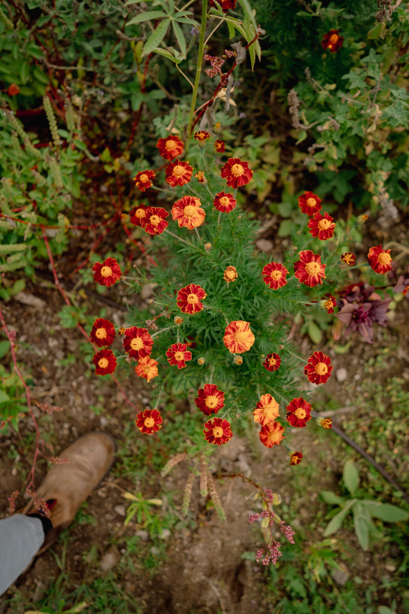 Organic Tashkent French Marigold Seeds - Non-GMO Heirloom Flower Seeds for Planting (Pack of 60) | USA-Grown Gardening Supplies for Outdoor Gardens, Wildflower Beds & Herb Gardens | Perfect for Pollinator-Friendly Landscapes & Container Gardening