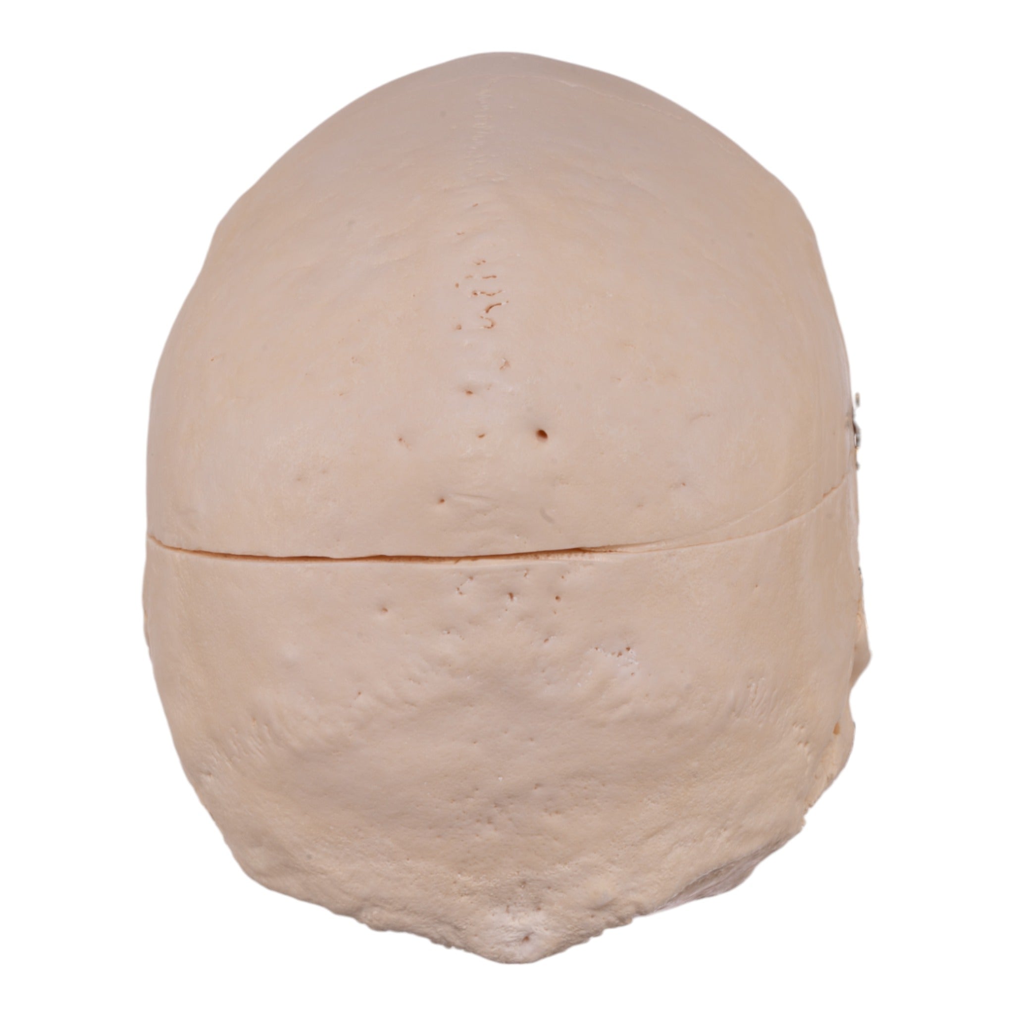 Premium Anatomical Human Skull Model - Accurate Medical & Educational Replica for Doctors, Students & Halloween Decor | Perfect for Classroom, Lab Study & Spooky Party Decorations