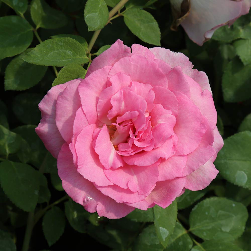 Heirloom Pink Eleganza® Beverly Hybrid Tea Rose Bush - Fragrant Blooming Plant for Pots, Gardens & Landscaping | Perfect for Outdoor Decor, Wedding Bouquets & Home Gardening