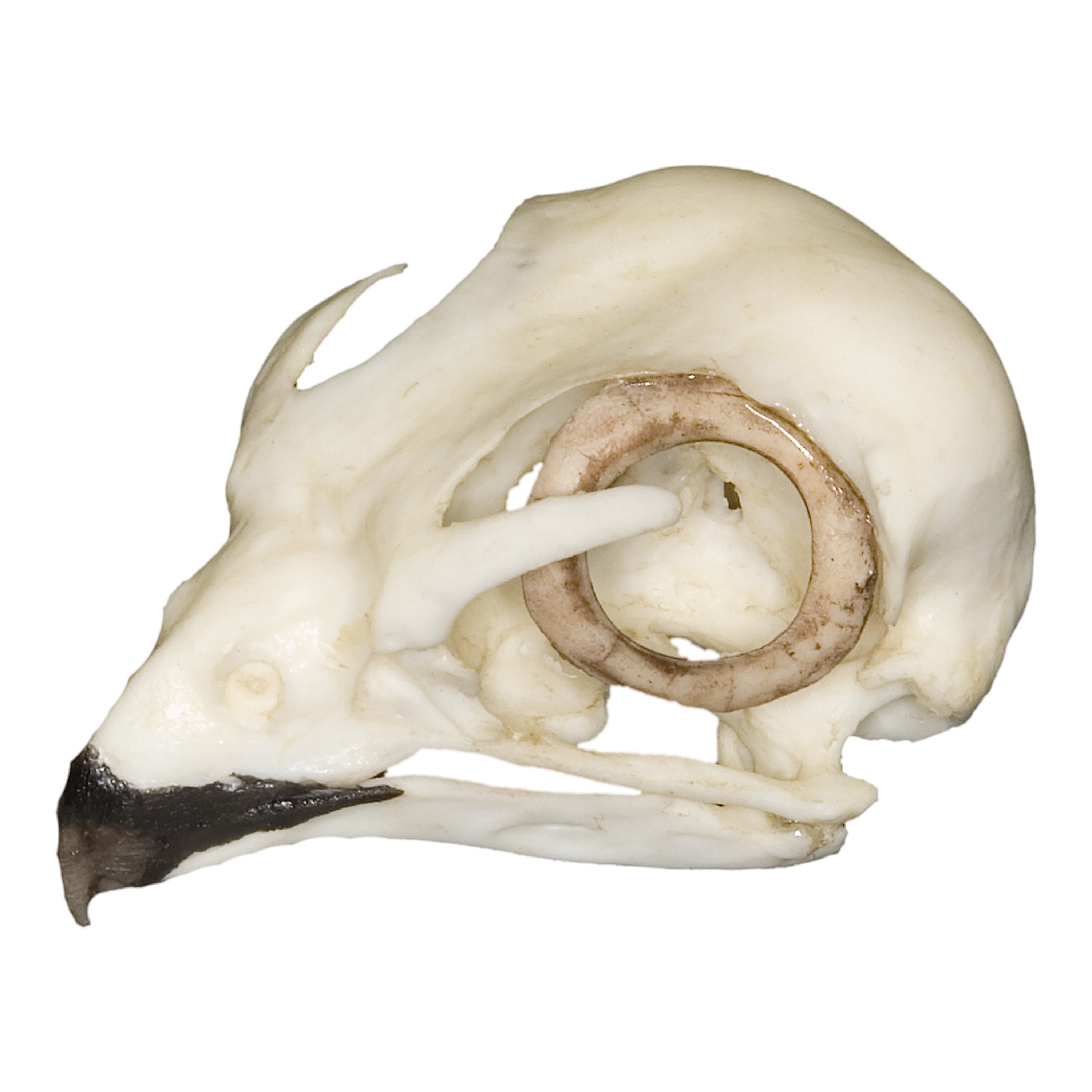 Authentic Replica American Kestrel Skull - Lifelike Bird Skull Model for Science Education, Home Decor & Nature Collections | Perfect for Classrooms, Taxidermy Displays & Gothic Decor