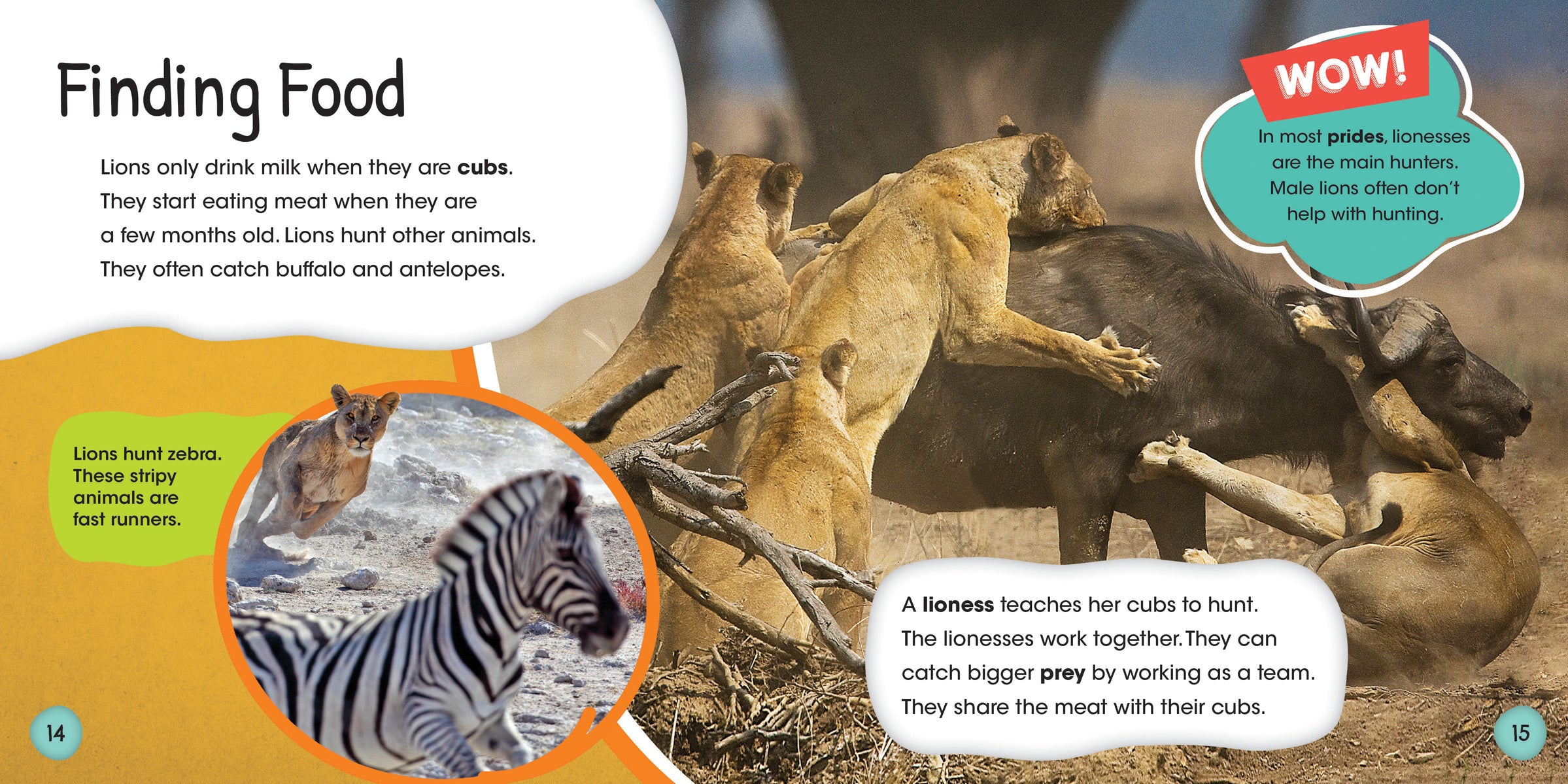 Lion Life Cycle Educational Kit - Learn About Lion Growth Stages for Kids & Students - Perfect for Homeschooling & Classroom Science Projects