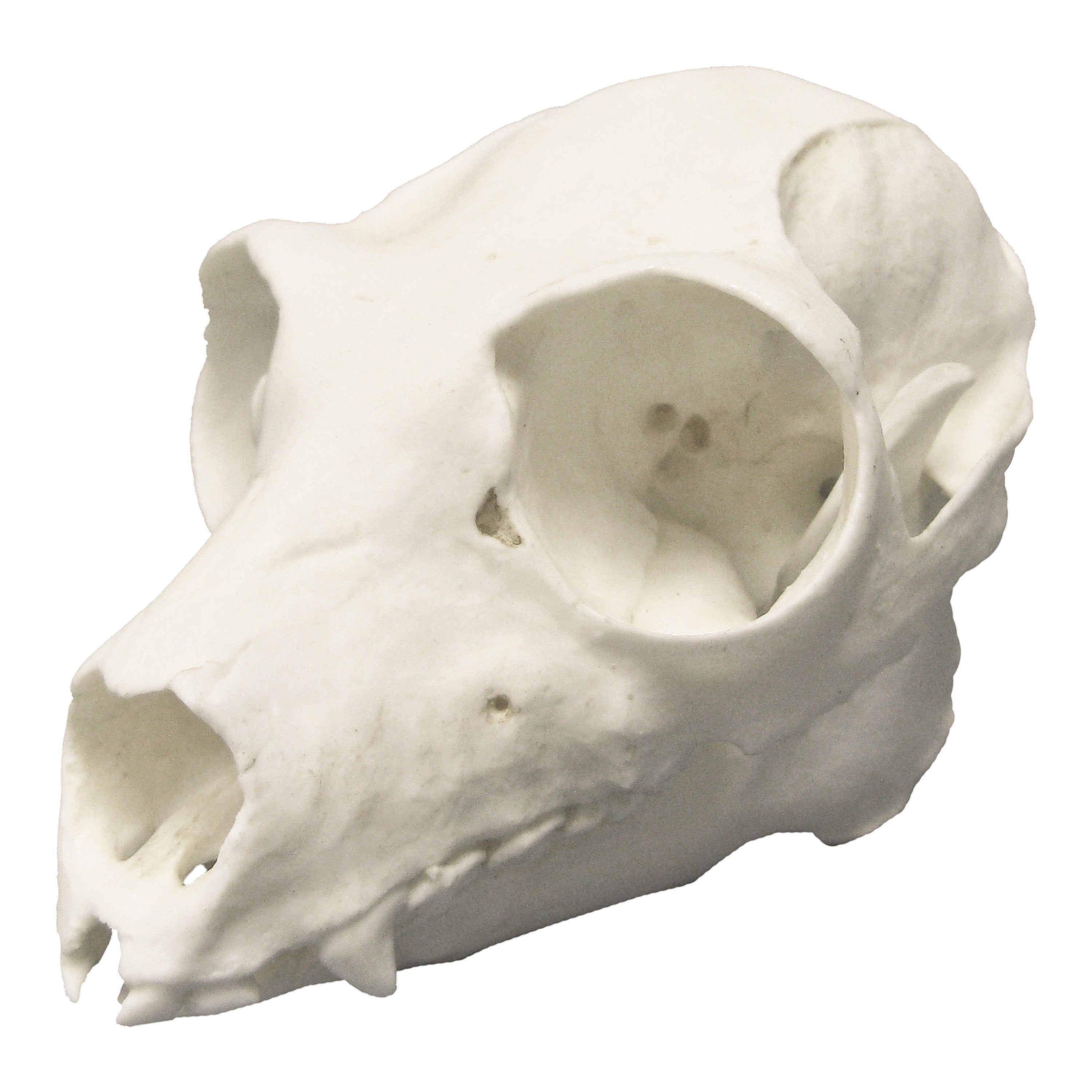 Authentic Replica Indri Skull - High-Quality Animal Skull Model for Home Decor, Educational Display, and Halloween Props